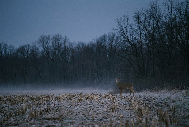 A white-tailed deer standing at the edge of a frosty cut cornfield at dusk, head up and looking toward the camera, with bare trees and mist behind.